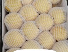 安徽惠普惠水果供应优选酥梨产地直供，保质保量