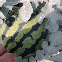 保定市清苑区大棚甜王上市中，欢迎新老客户来电