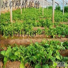 济南优质蔬菜种子冰菜批发商家 进口优质冰草种子销