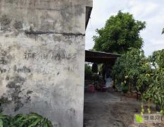 海南省三亚海棠湾约7万斤台农芒果待摘售