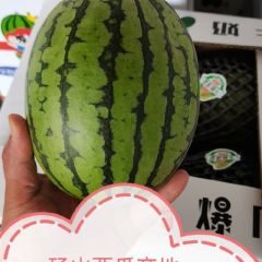 甘美2k礼品西瓜早春红玉,甜王西瓜大量供应17760804613