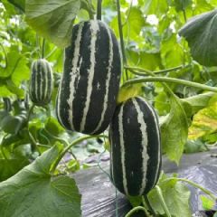 博洋9 有机肥种植 香甜可口