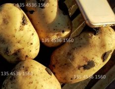 黑土地优质马铃薯 金佳单头三两以上土豆