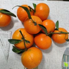 优质茂谷柑，种植地直销，欢迎来勘察，支持配合销售