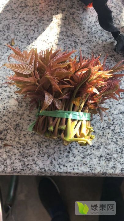 2022年山东蒙阴香椿芽价格