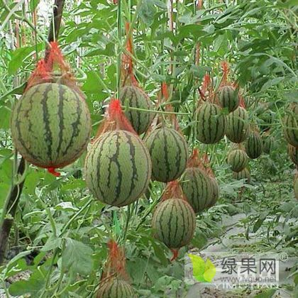 特小凤价格