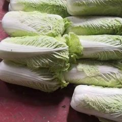 库存北京三号白菜净菜、半毛菜大量供应