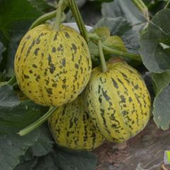 甜瓜好品种欢迎选购