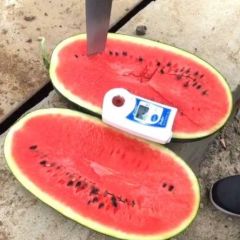 万亩黑美人西瓜寻求客商合作共赢。湖北省最大的西瓜之乡流水镇欢迎你!财