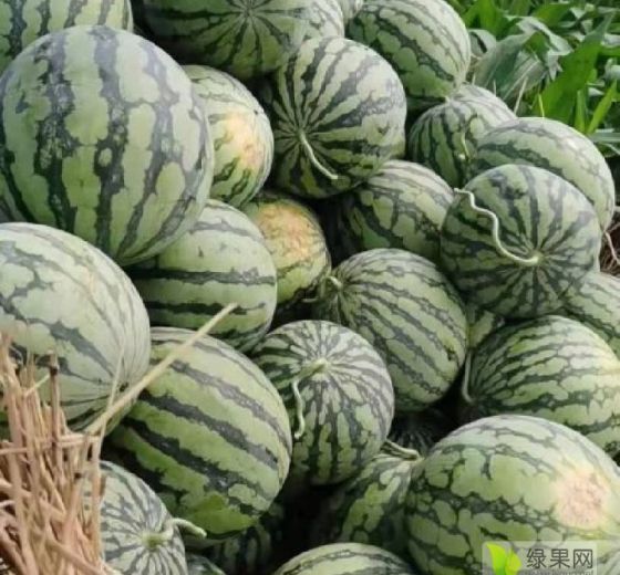 早春红玉价格