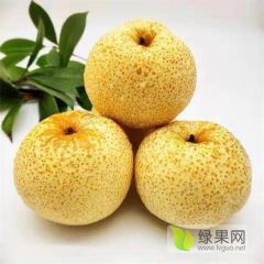 砀山县酥梨，皇冠梨常年大量销售