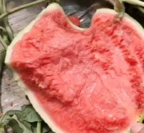 麒麟西瓜价格