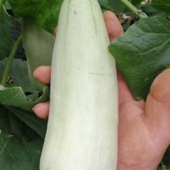 山东莘县博洋甜瓜大量上市中