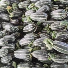 山东临沂费县各种甜瓜大量上市了