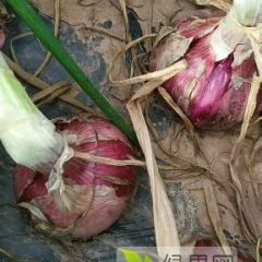 西昌紫皮洋葱 个大 色泽好品质优