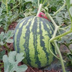 云南精品无籽大棚美都