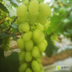 维多利亚 晶莹剔透 果味香甜 颗粒均匀 产地直销