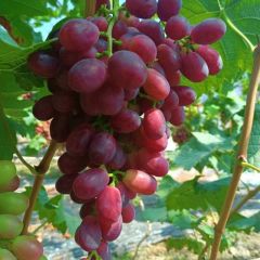 寻找葡萄桃子客商，货源充足