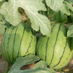 砀山小糖丸西瓜 爆浆甜弹 黄金糖度15°+