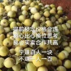 甜瓜费县万亩甜瓜