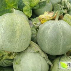 山东省临沂市万亩优质脆皮甜瓜，大量上市量大货源足
