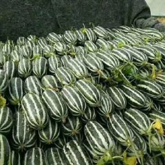 陕西博洋系列甜瓜大量上市