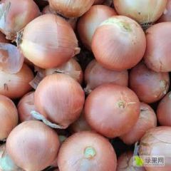 常年供应各种规格黄皮洋葱