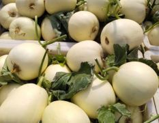 2026早雪白莎蜜博洋九绿宝甜瓜2k小糖丸大量上