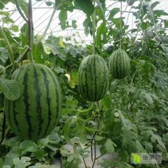 安徽砀山早春红玉上市中，现货供应！