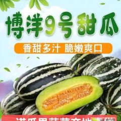 山东惠民博洋9 脆甜多汁 耐运输 对接电商 商超批发