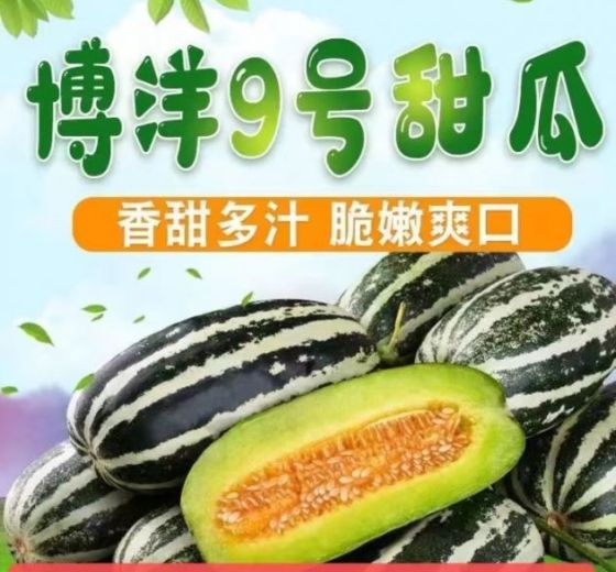 2022年山东惠民博洋九价格