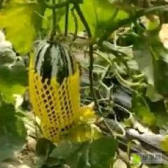 精品博洋小甜瓜，大量上市，质量好，价格低，货源充足，一手