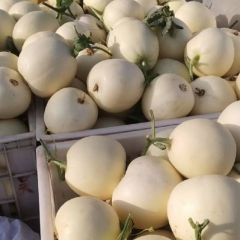 精品白沙蜜小甜瓜大量上市，量好价格低，货源充足，口感脆甜