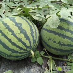 砀山精品美都薄皮大红瓤上市了