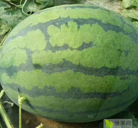 甜王系列价格