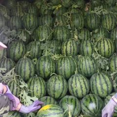 露天甜王西瓜大量供应中，货源充足。