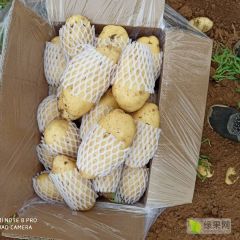 山东平阴荷兰十五土豆营养丰富
