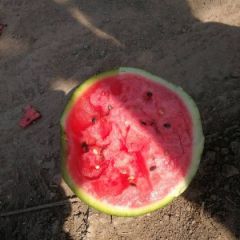 供应优质大棚西瓜