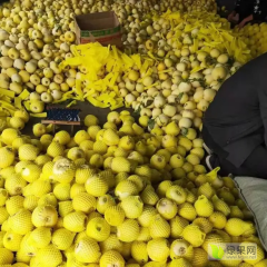 山东费县甜瓜产地批发价格