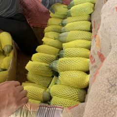 2022年新乐市甜瓜熟了，可以来啦