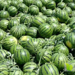 山东西瓜产地批发价格