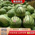 【热销】新疆西瓜 双金城5号 奎屯哈蜜高质量厂区