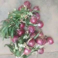 河南省大量供应洋葱，土豆，大白菜等蔬菜