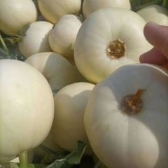 砀山白甜瓜，白沙密，小白瓜，蜜糖罐，大量上市，代收代发全