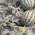 泰安西瓜大量上市，成色漂亮，欢迎跟我联系
