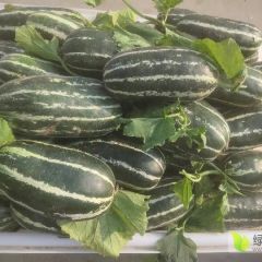 山东省费县博洋九甜瓜大量上市