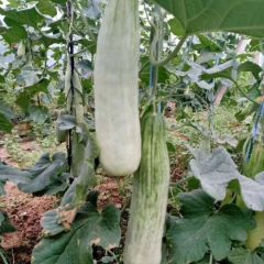 费县薛庄镇城阳村羊角蜜甜瓜，口感又脆又甜，货源充足