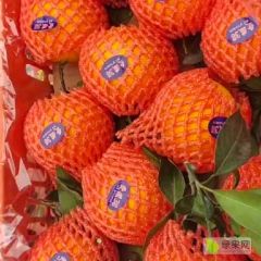 青见树上果，大量出售