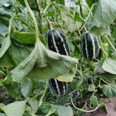 河北甜瓜大量上市，欢迎来采购