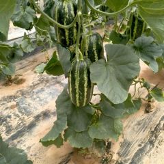 万亩甜瓜待售 口感独特 寻全网实力客商合作